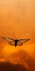 Close-up of insect flying against orange sky