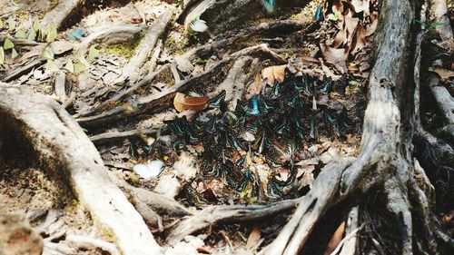 High angle view of mushrooms growing on tree trunk
