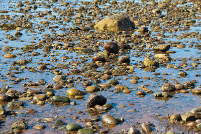 Close-up of pebbles on beach