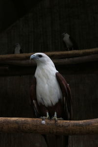 Close-up of bird perching on branch