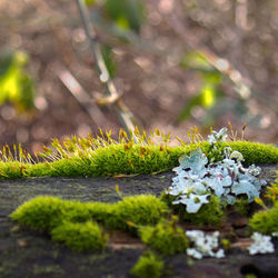 Close-up of plant growing outdoors