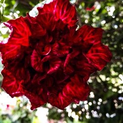 Close-up of red flowers against blurred background