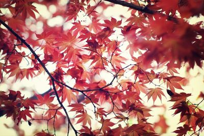 Low angle view of leaves on tree branch