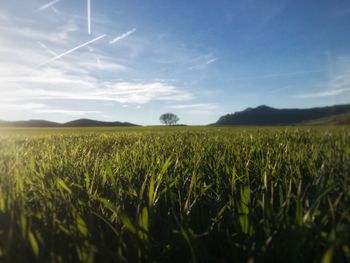 Scenic view of agricultural field against sky