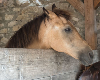 Brown horse looking away in stable