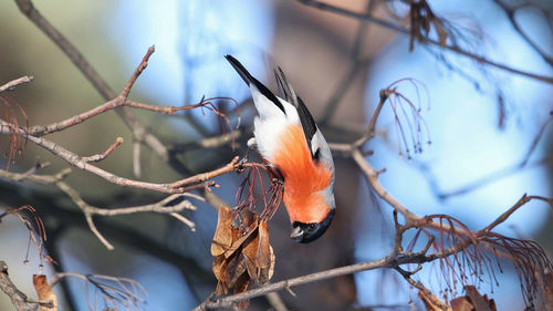 Close-up of bird perching on branch