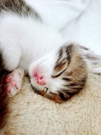 Close-up of cat sleeping