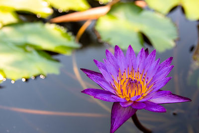 Close-up of pink water lily in pond
