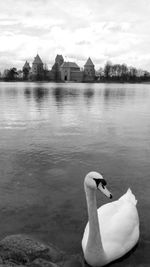 Swan swimming on lake against sky