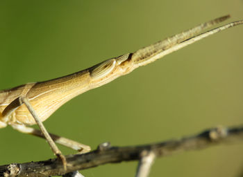 Close-up of insect on plant