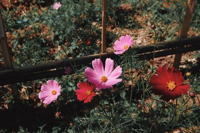 Close-up of pink cosmos flowers