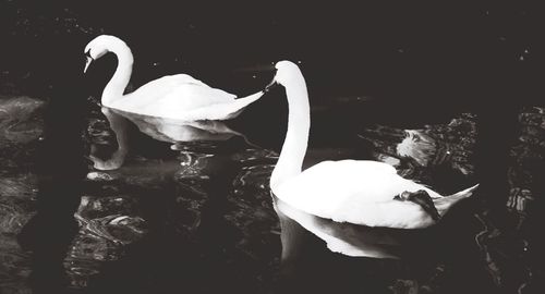 Swan in water