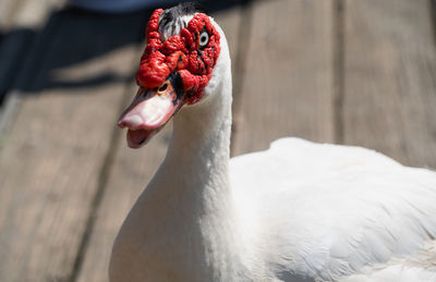 Close-up of a duck