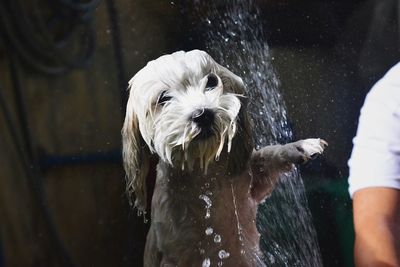 Dog playing in water