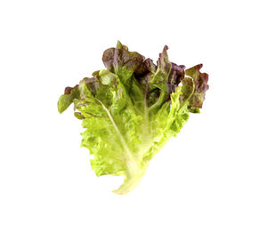 Close-up of leaf against white background