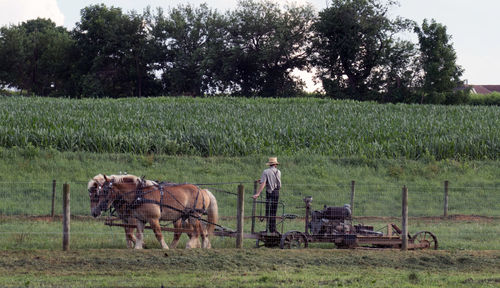 Man with horse cart on field