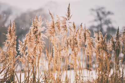 Close-up of plants on field against sky