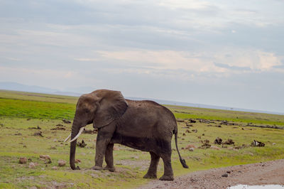 Elephant on field against sky