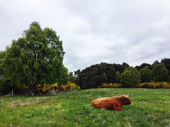 Cow grazing on field against sky