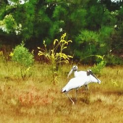 Trees on grassy field