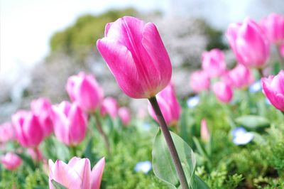 Close-up of pink crocus flowers
