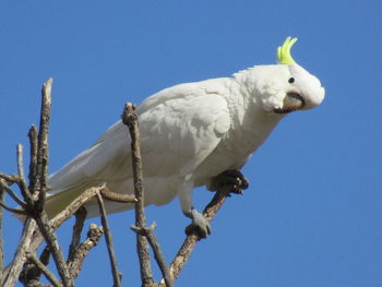 Low angle view of cockatoo bird perching on branch against blue sky, australia