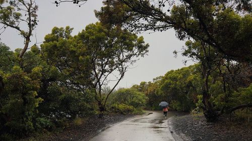 Rear view of man walking on road