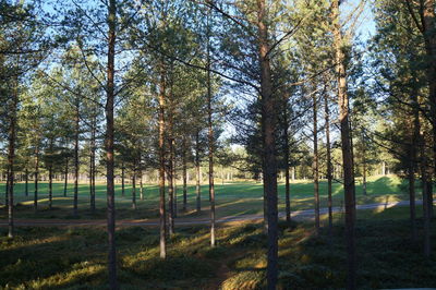 Trees in field