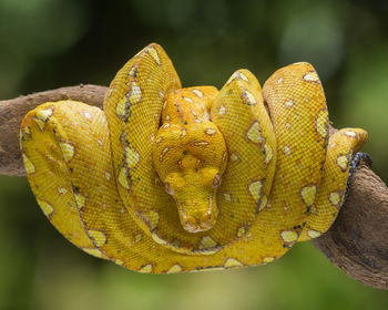 Close-up of snake