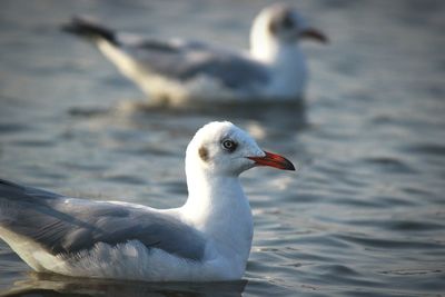 Close-up of seagull on sea shore