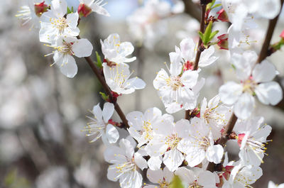 Close-up of white cherry blossom tree