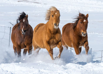 Horses on snow covered land