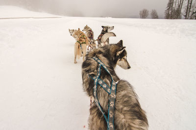 Dog husky on snow covered field