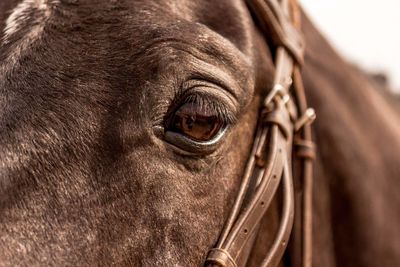 Cropped image of horse eye