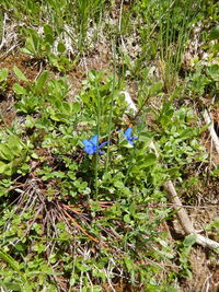 Close-up of plants