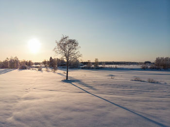 The winter sun creates long shadows on the fields. the birch tree stands in the middle of the fields