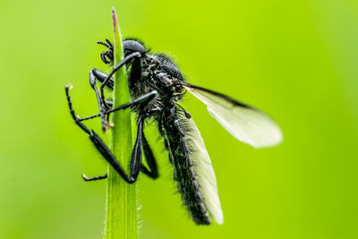 Close-up of insect on leaf