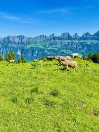pasture