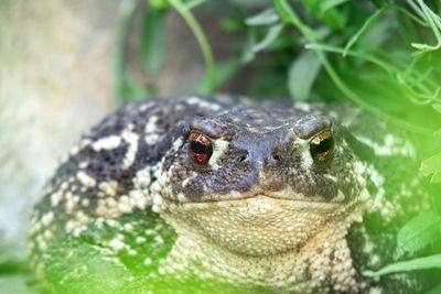 Close-up of a turtle