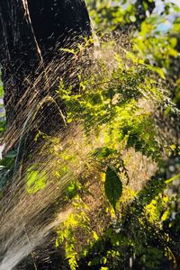 Close-up of spider web on tree in forest