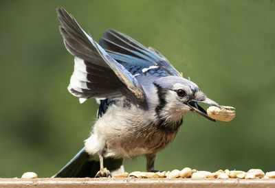 Close-up of bird