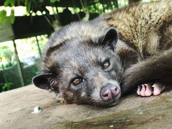 Close-up portrait of dog relaxing outdoors