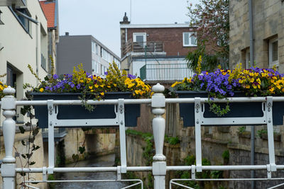 Potted plant by railing against buildings