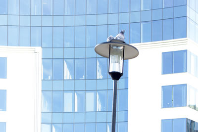 Low angle view of pigeons on lighting equipment against modern building