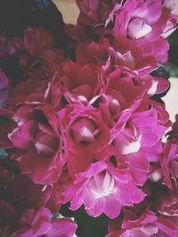 Close-up of flowers blooming outdoors