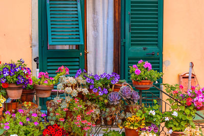 Flowers blooming in balcony