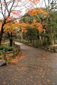 Autumn trees in park