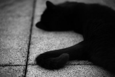 Close-up of dog relaxing on floor