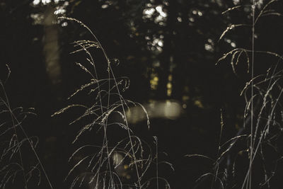 Low angle view of tree against sky at night
