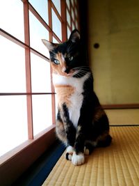 Cat sitting on window